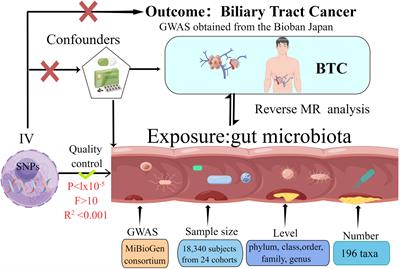 The causal relationship between gut microbiota and biliary tract cancer: comprehensive bidirectional Mendelian randomization analysis